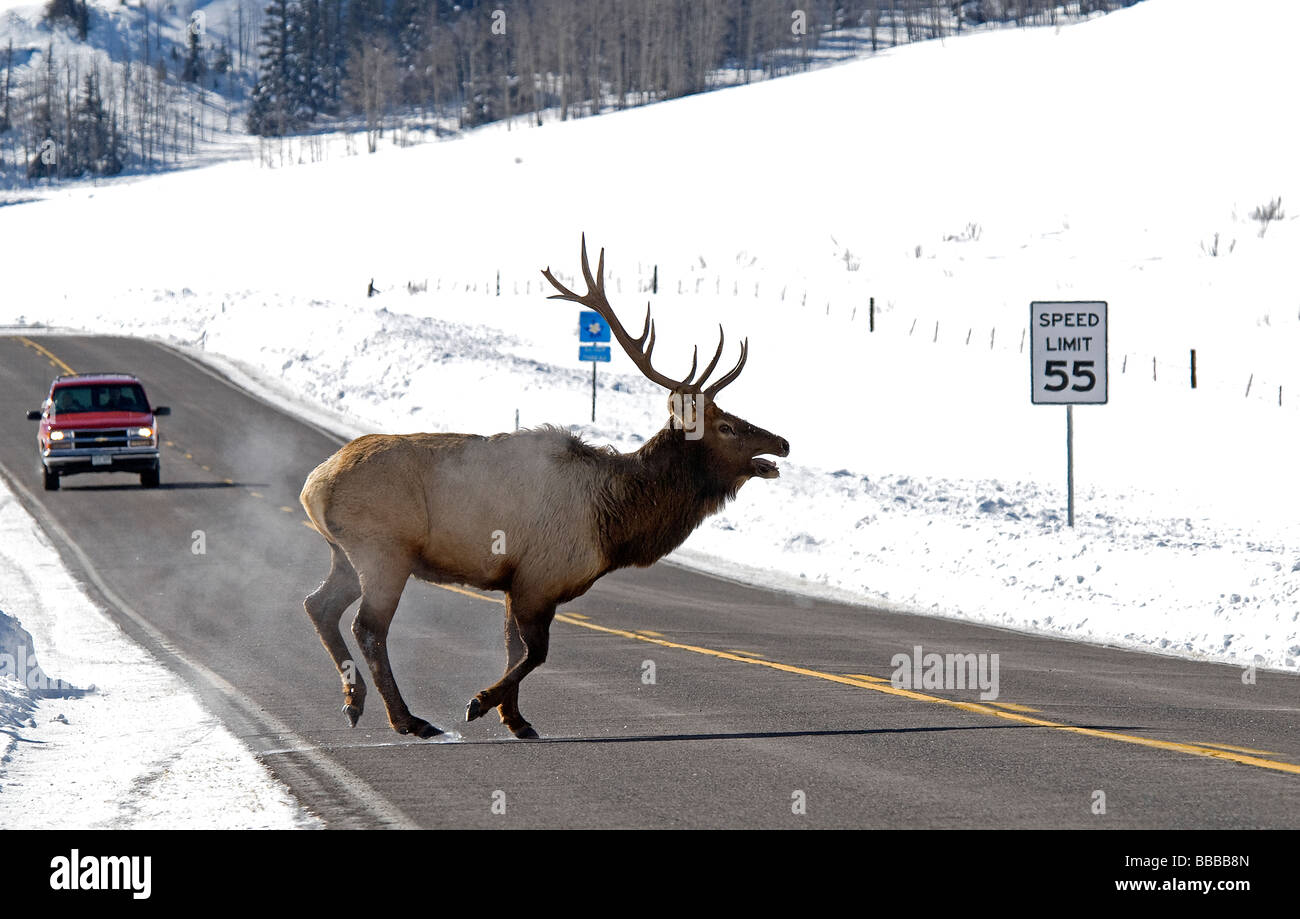 Rocky Mountain Elk Stier Cervus Elaphus Nelsoni Mineral County Colorado USA Stockfoto