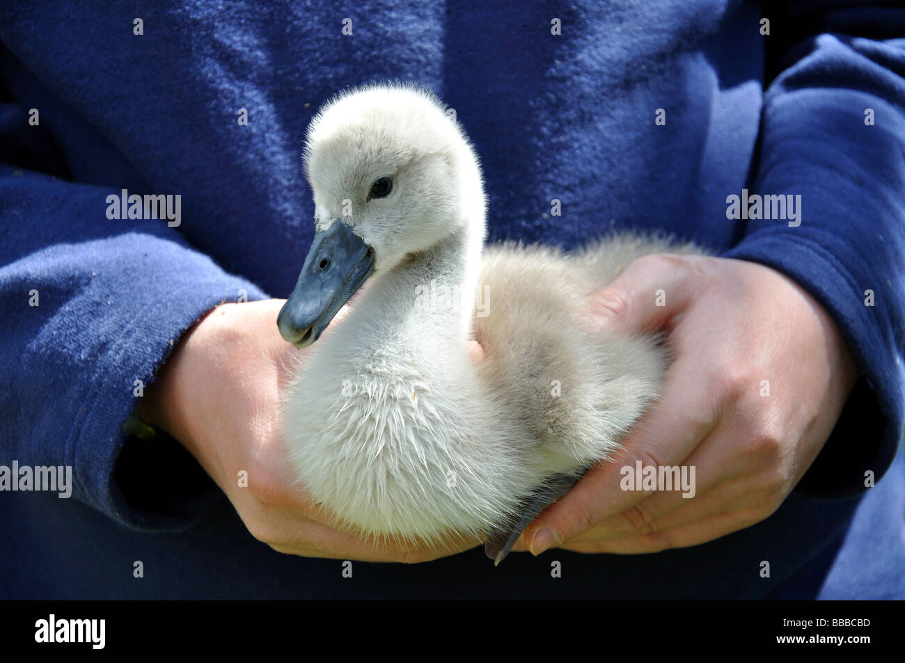 Swan Cygnet, Swan Heiligtum, Windsor, Berkshire, England, Vereinigtes Königreich Stockfoto