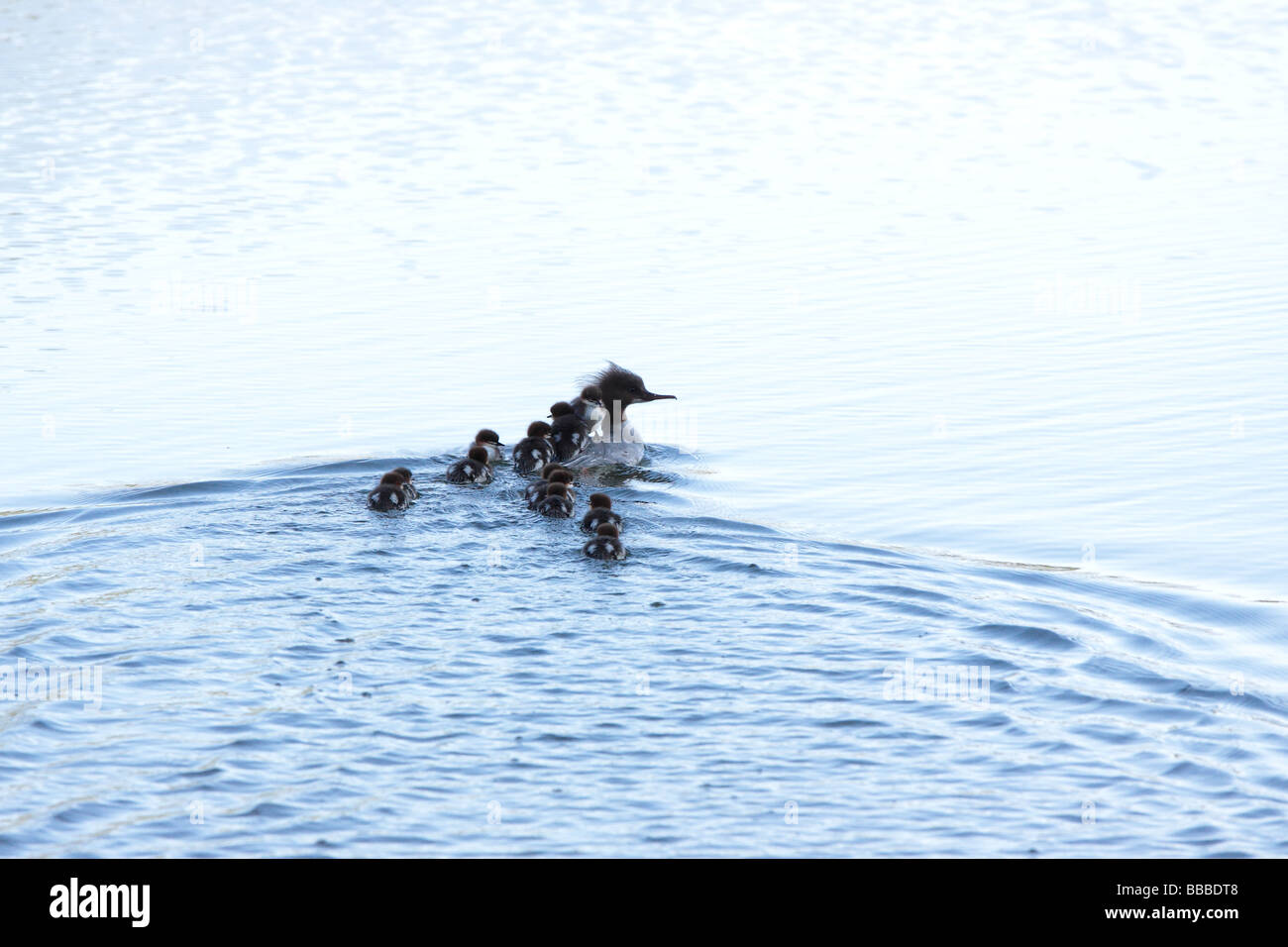 Baden im See mit kleinen Küken Mergus-Prototyp Stockfoto