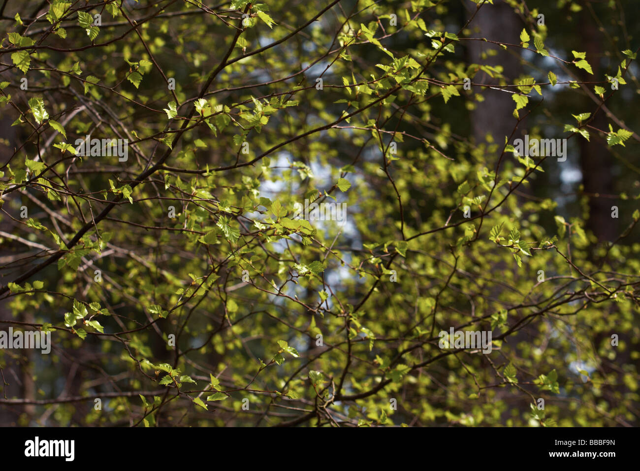 Laub, grüne Blätter, Hölzer, Fritton Wald Fuß Stockfoto