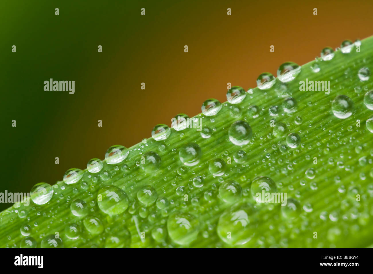 Makro-Bild ist Regentropfen auf einem Taglilien-Blatt Stockfoto
