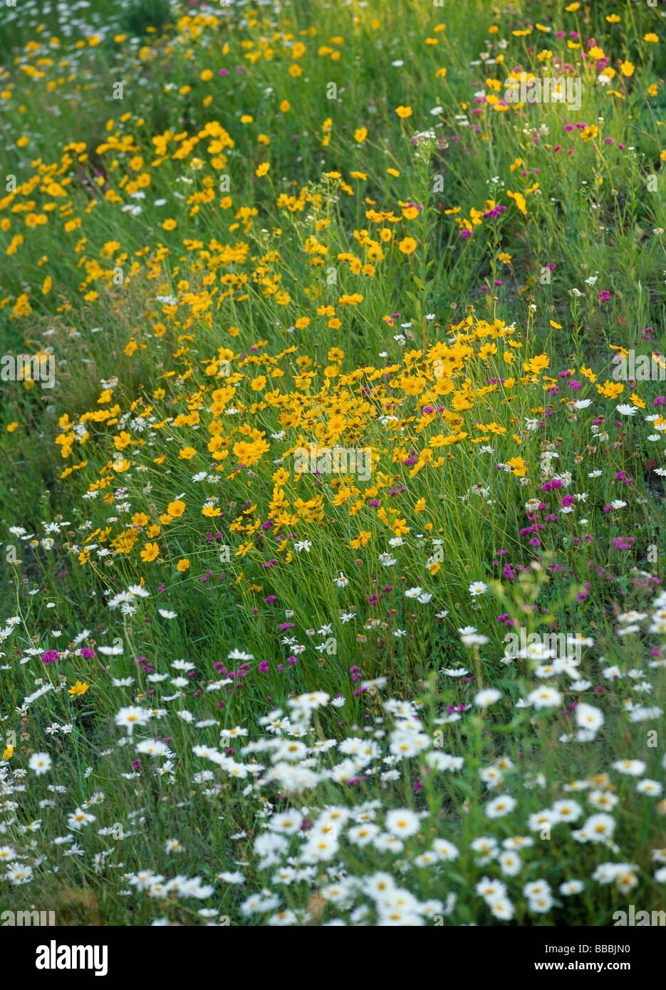 Coreopsis Stockfoto