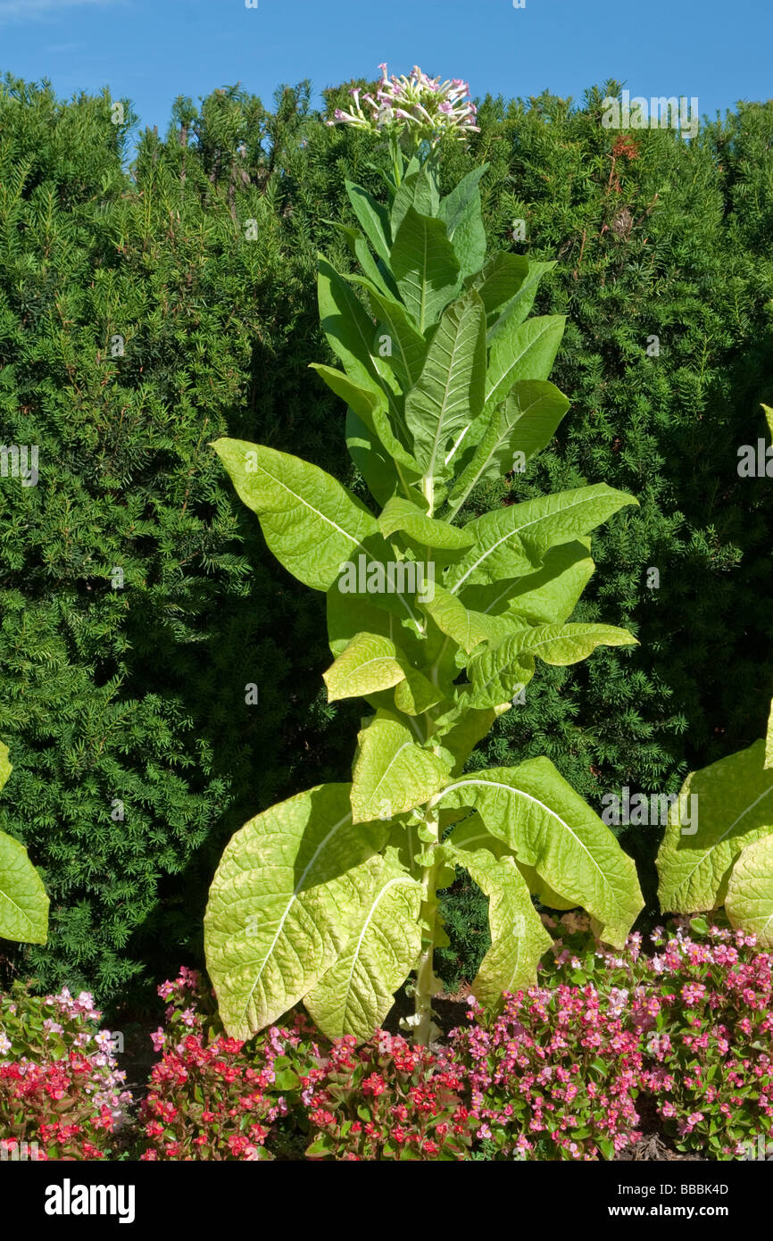 Virginia Agriculture Tobacco Stockfotos und bilder Kaufen Alamy