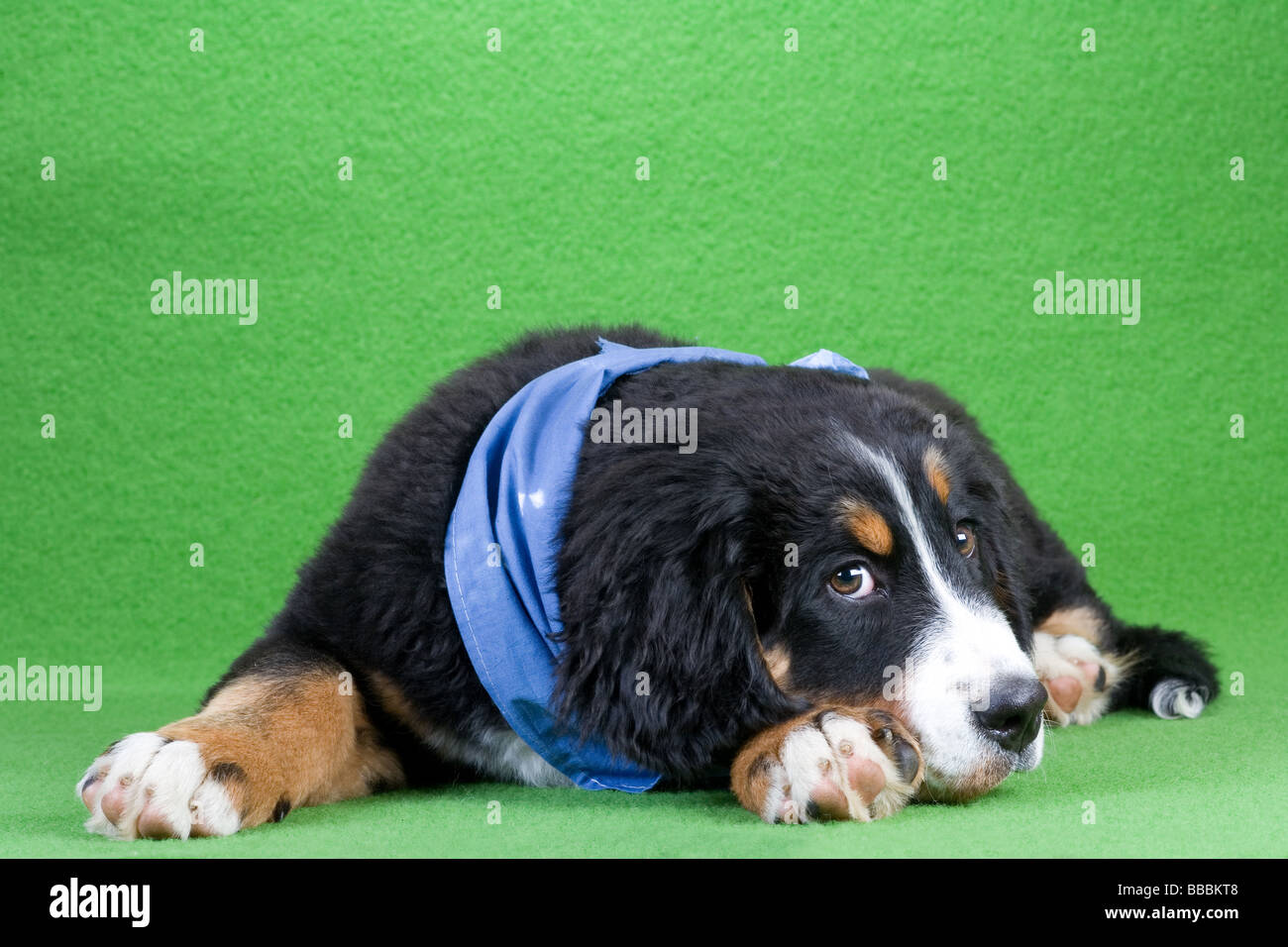 junge Berner Sennenhund trägt einen blauen Schal isoliert auf grün Stockfoto