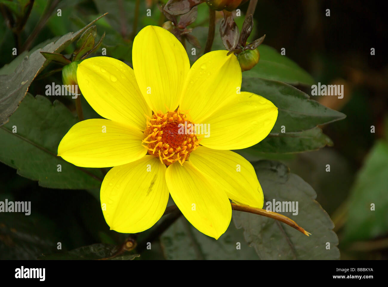 Dæhlie Dahlia 11 Stockfoto