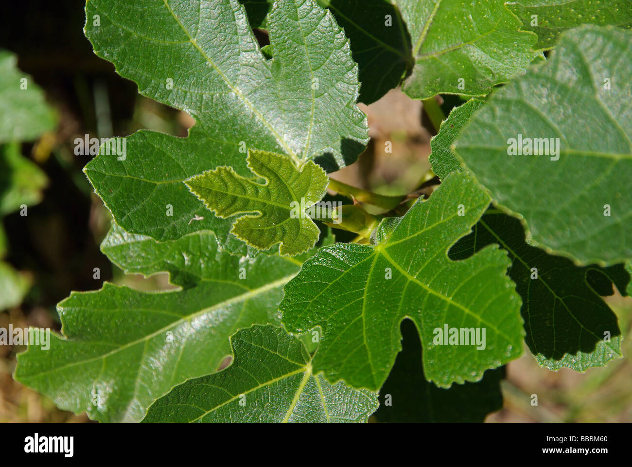 Feige Abb. 33 Stockfoto