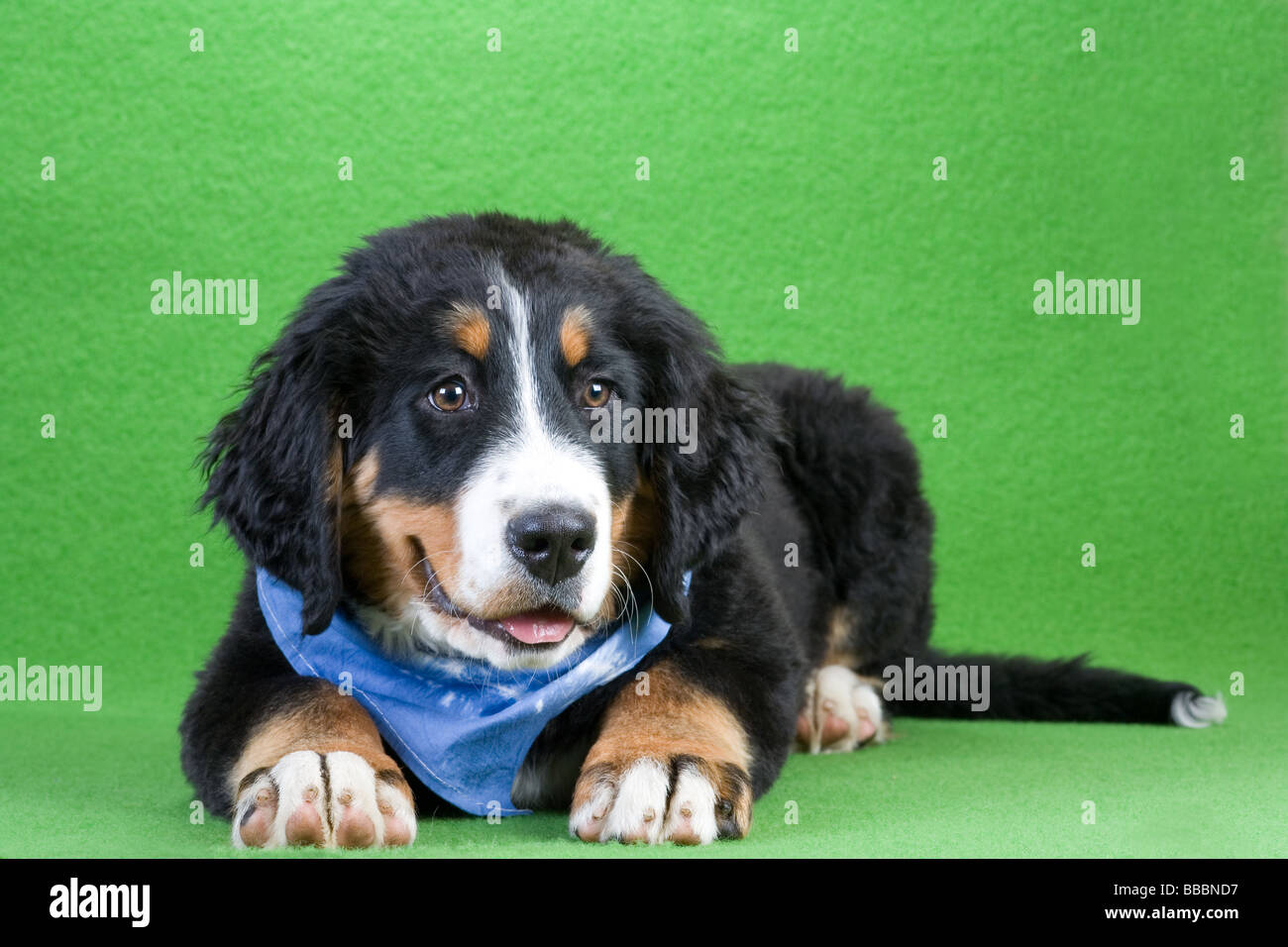 junge Berner Sennenhund trägt einen blauen Schal isoliert auf grün Stockfoto