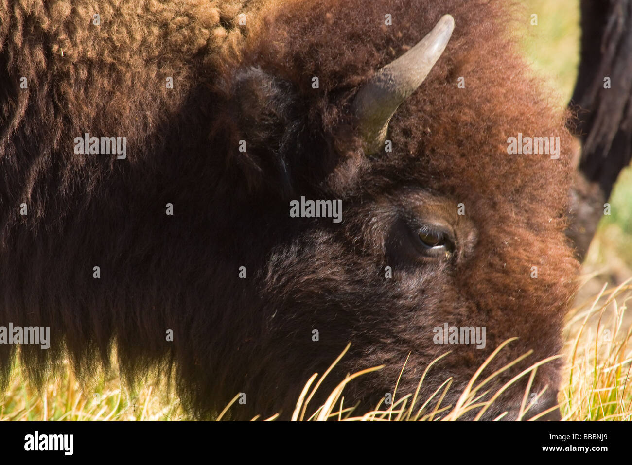 Closeup Portrait des Bisons grasen und Fütterung auf Rasen Stockfoto
