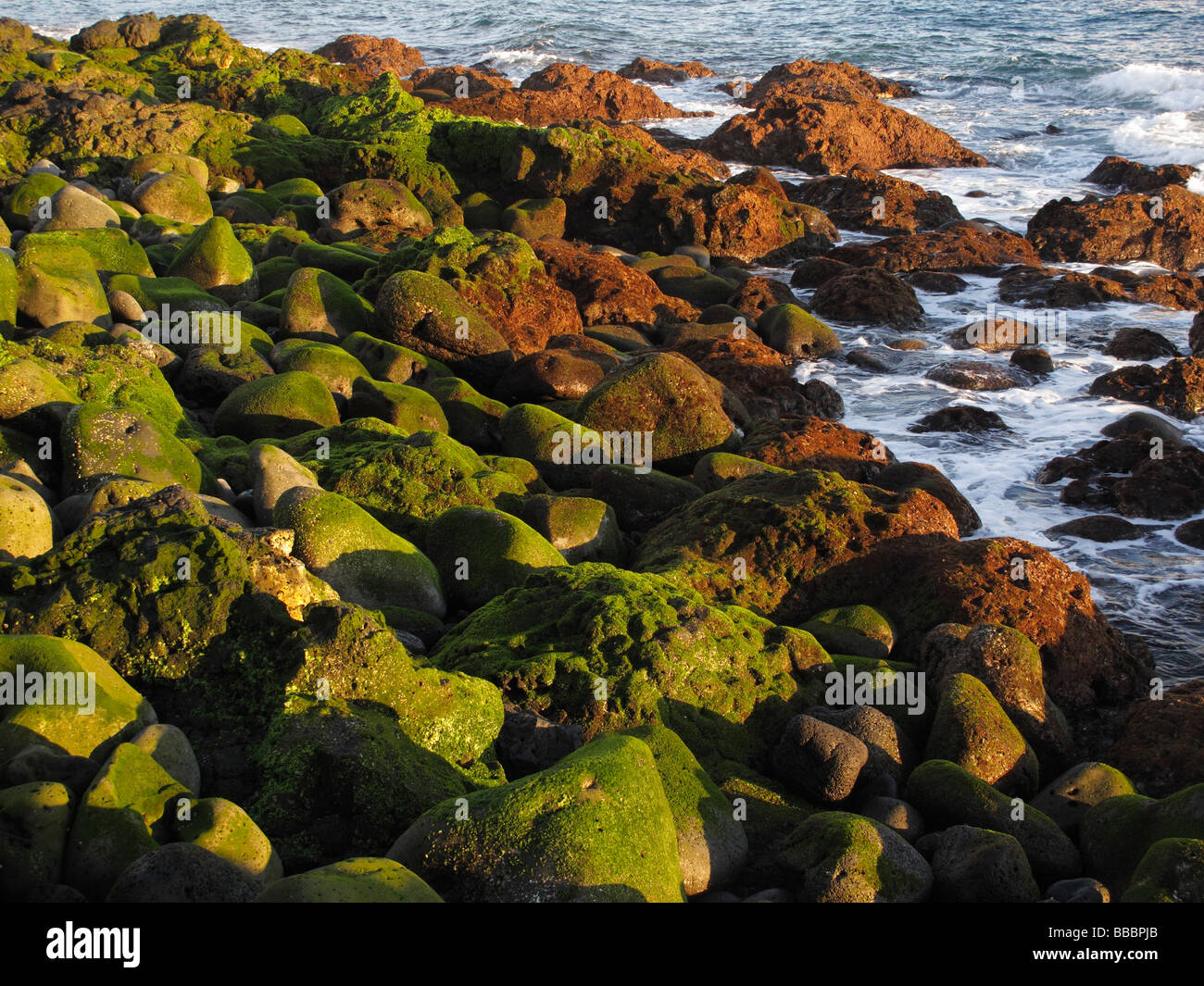 Algen bedeckten Steinen im Meer, La Palma, Kanarische Inseln, Spanien Stockfoto