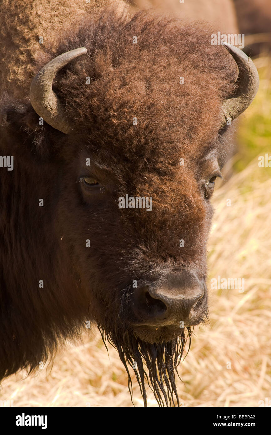 Closeup Portrait von Bison Aegaeischen und Fütterung auf Rasen, Vorderansicht Stockfoto