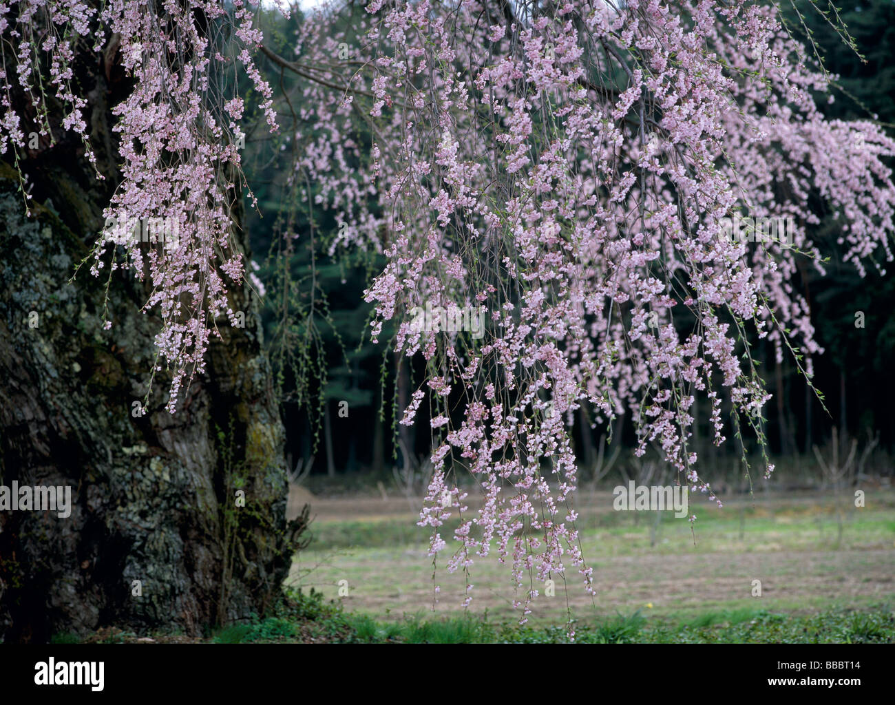 Kirschblüten Stockfoto
