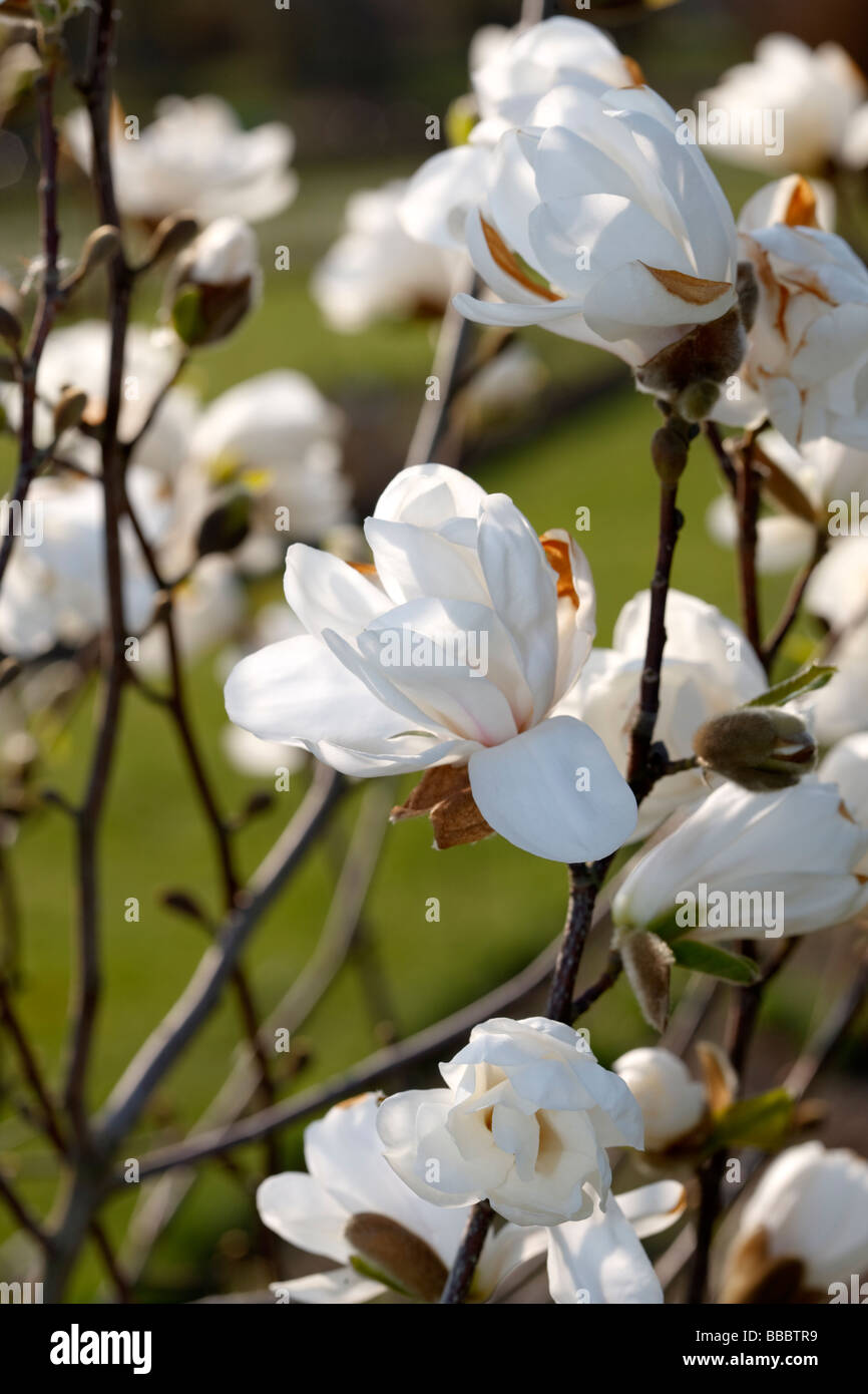 "Merrill" (Magnolia X leobneri) Stockfoto