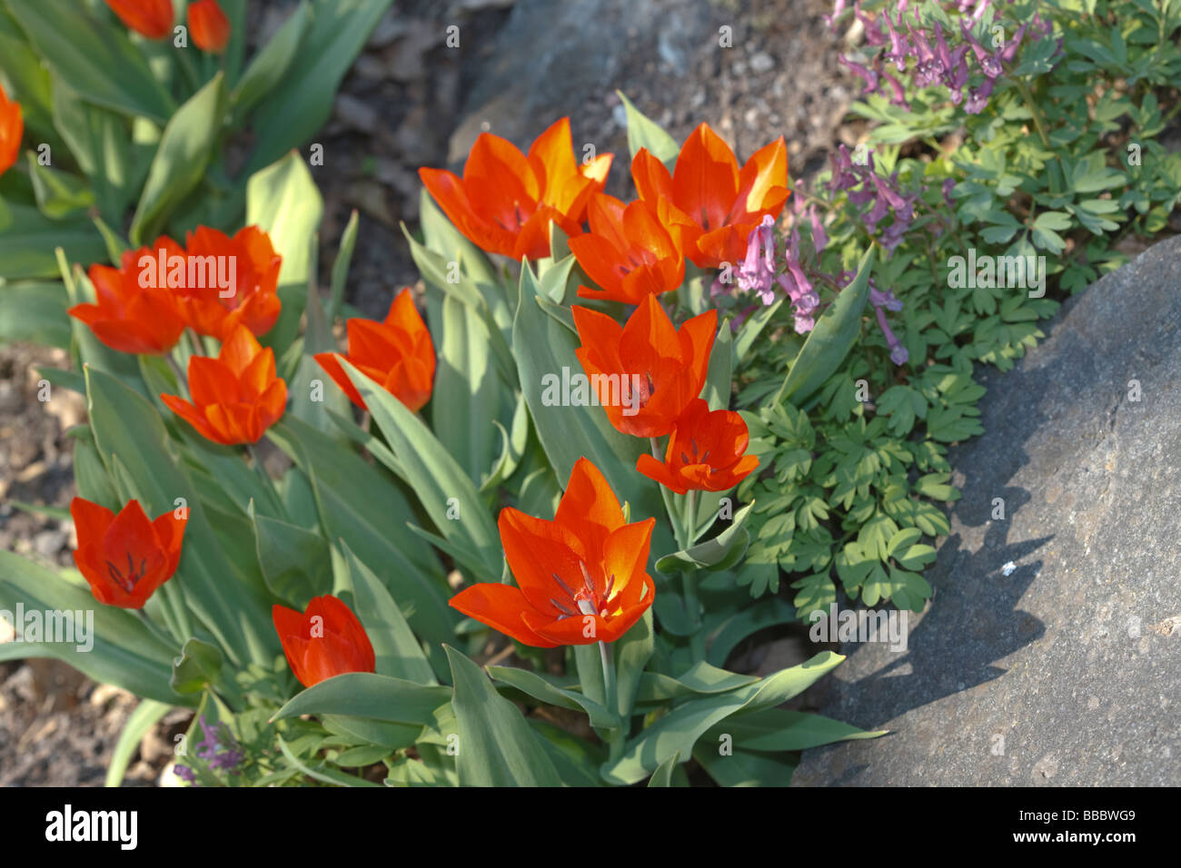 Rote Tulpen Stockfoto