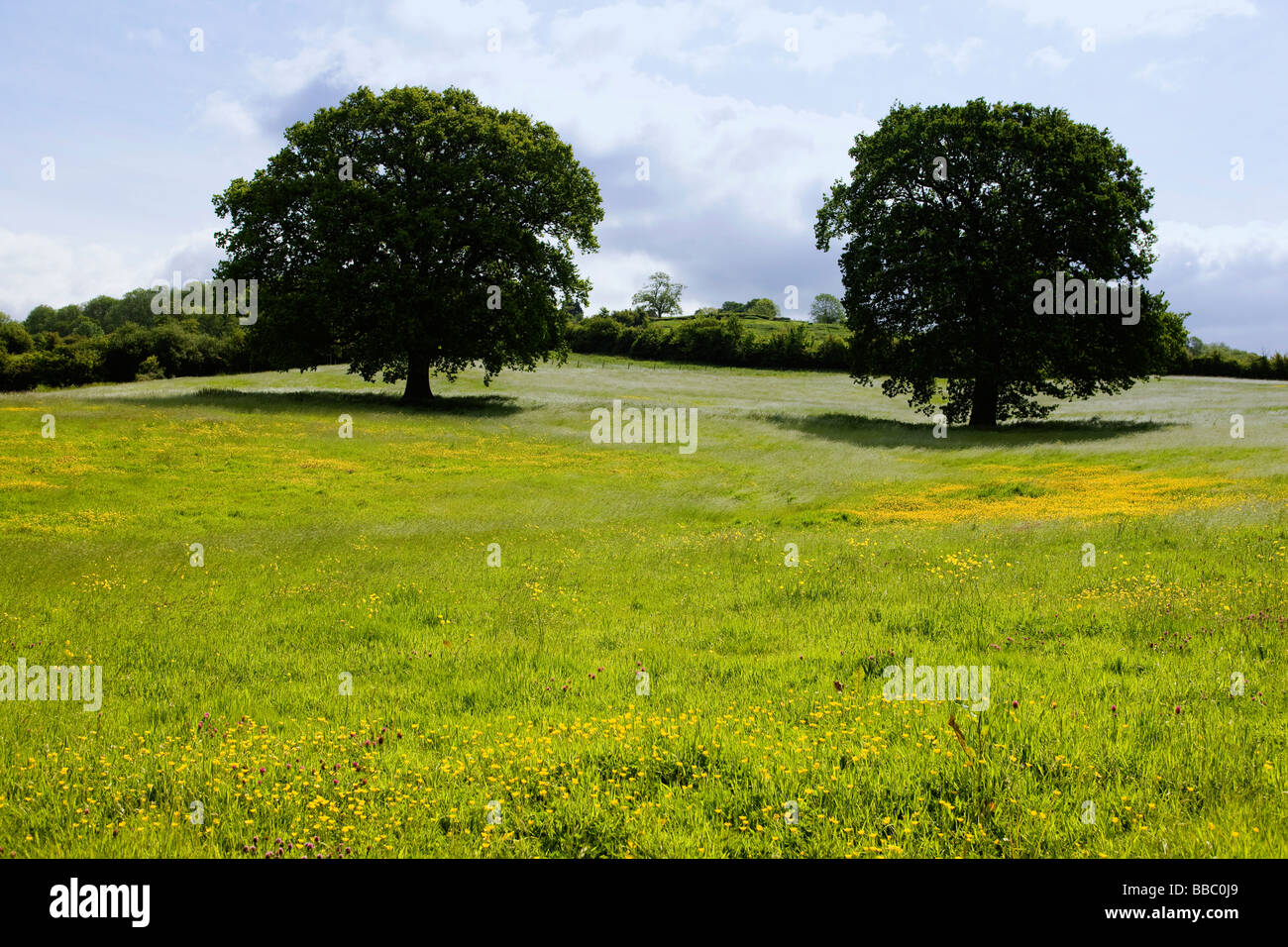 Eichen in einem Hahnenfuß-Feld in der Nähe von Lacock in Wiltshire, England, an einem Sommertag Stockfoto