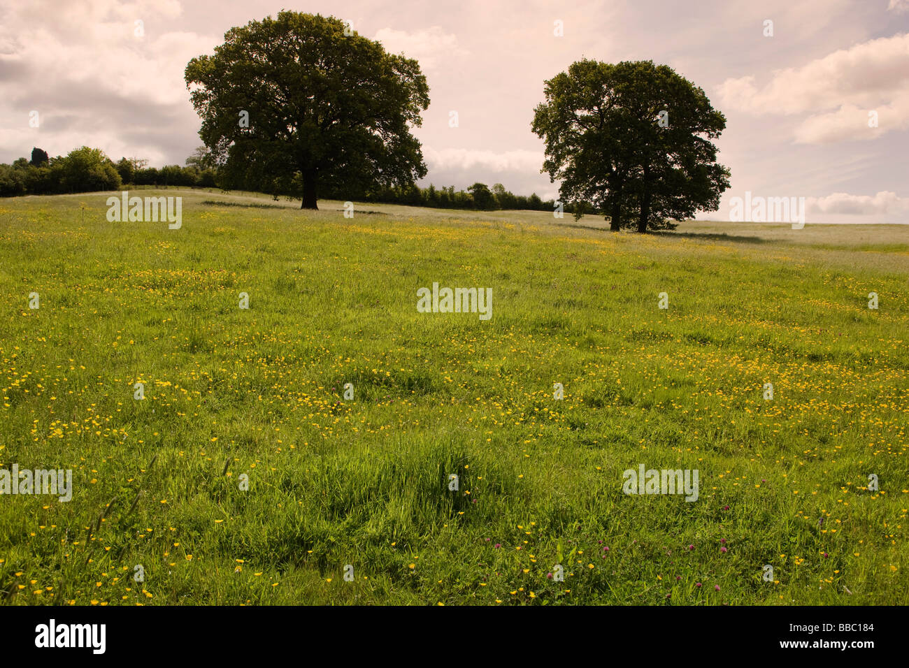 Eichen in einem Hahnenfuß-Feld in der Nähe von Lacock in Wiltshire, England, an einem Sommertag Stockfoto