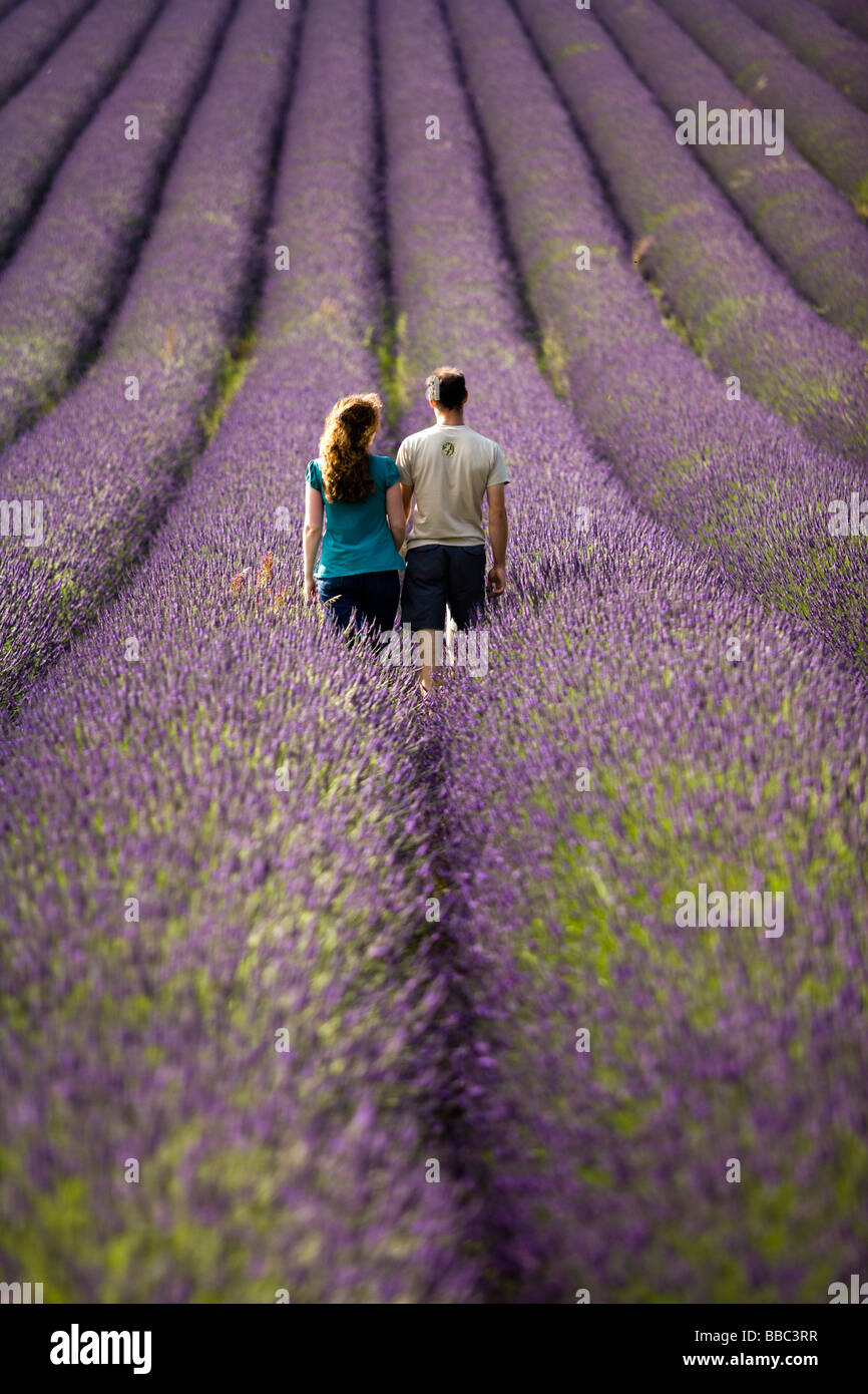 Ein junges Paar zu Fuß in Lavendelfeldern in Blüte bei Snowshill Lavendel, Cotswolds, Gloucestershire, UK Stockfoto