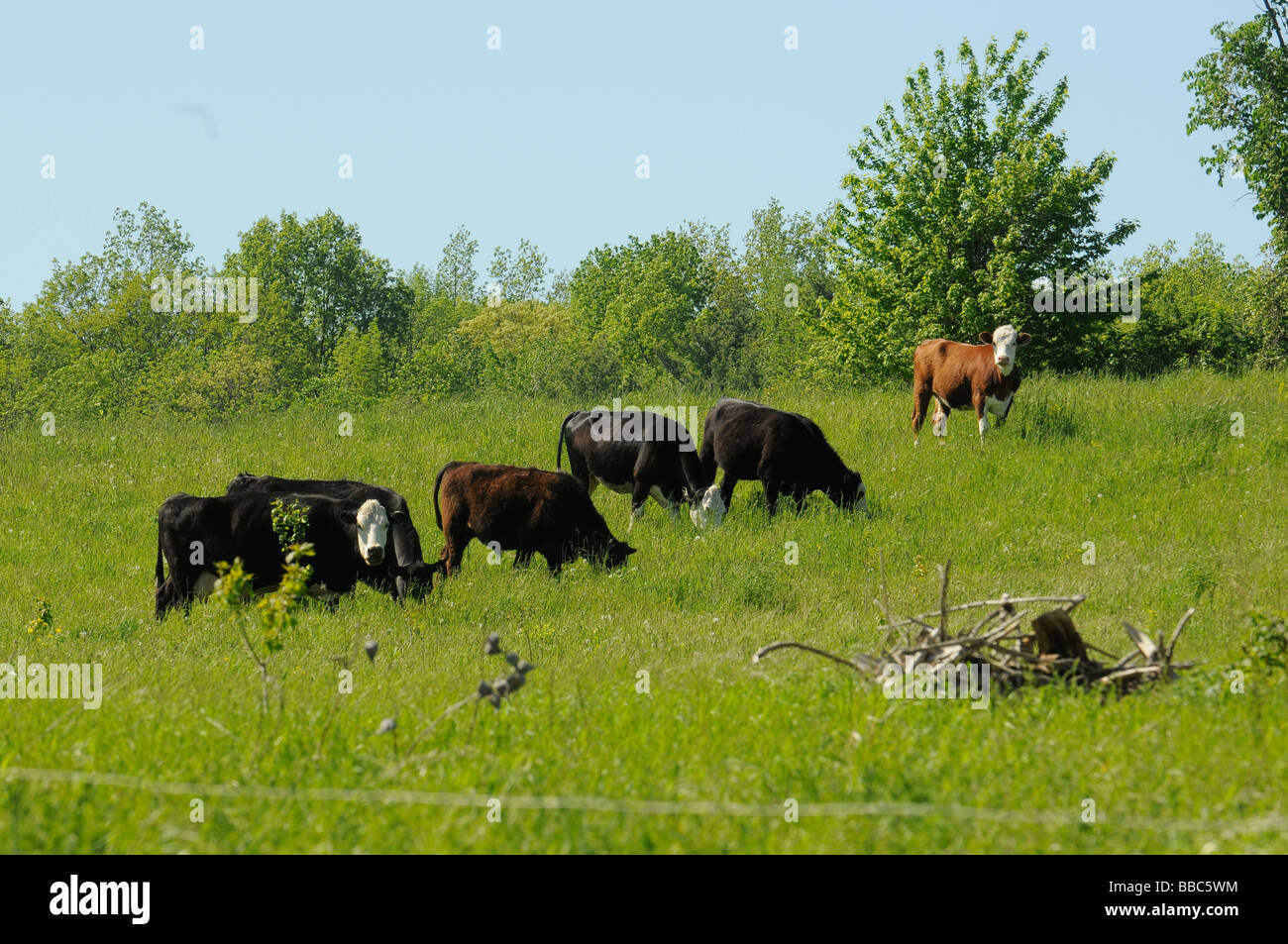 Eine kleine Herde Kühe füttern in einem Feld im oberen Staat New York. Stockfoto