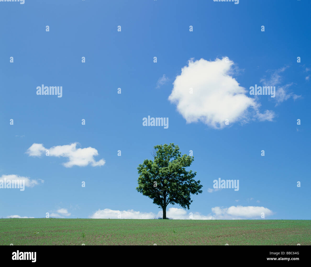 Einzigen Baum in grünen Wiese Stockfoto