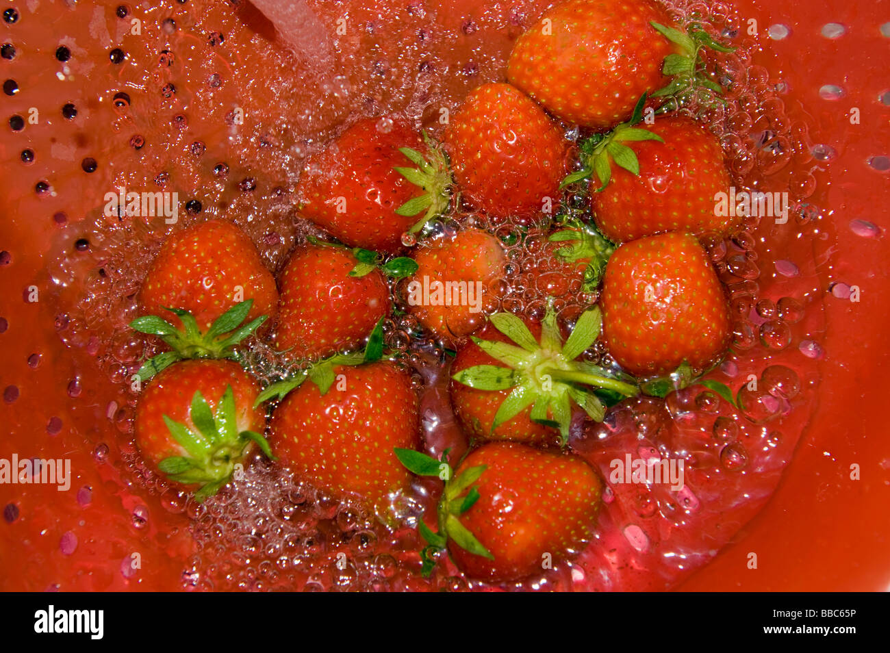 Erdbeeren waschen Erdbeere riddle Bildschirm Sieb Sieb sauber Reinigung Wasser Bewässerung Jet roten Küche Koch Kochen vorbereiten Stockfoto