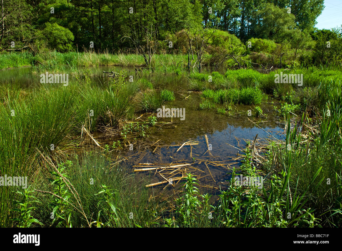 Moor Sumpf Sumpf Sumpf Sumpf Sumpf Sumpfpflanzen Wasser Teich Pool Reed Ökologie Tierwelt grüne ok ok okay Landschaft Stockfoto
