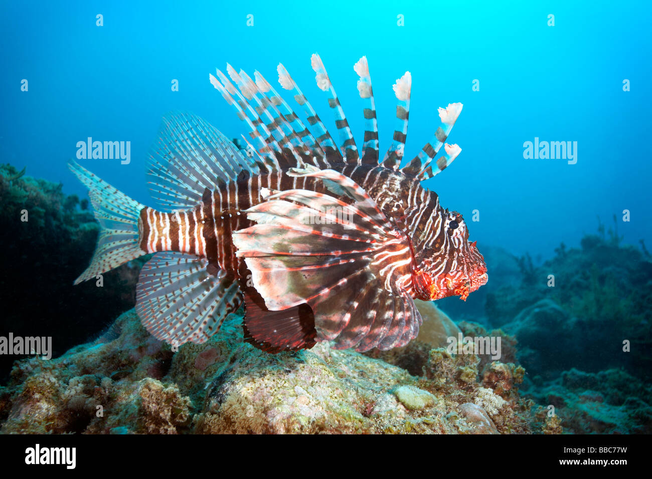 Rotfeuerfisch am Mikanda Reef, Zanzibar Stockfoto