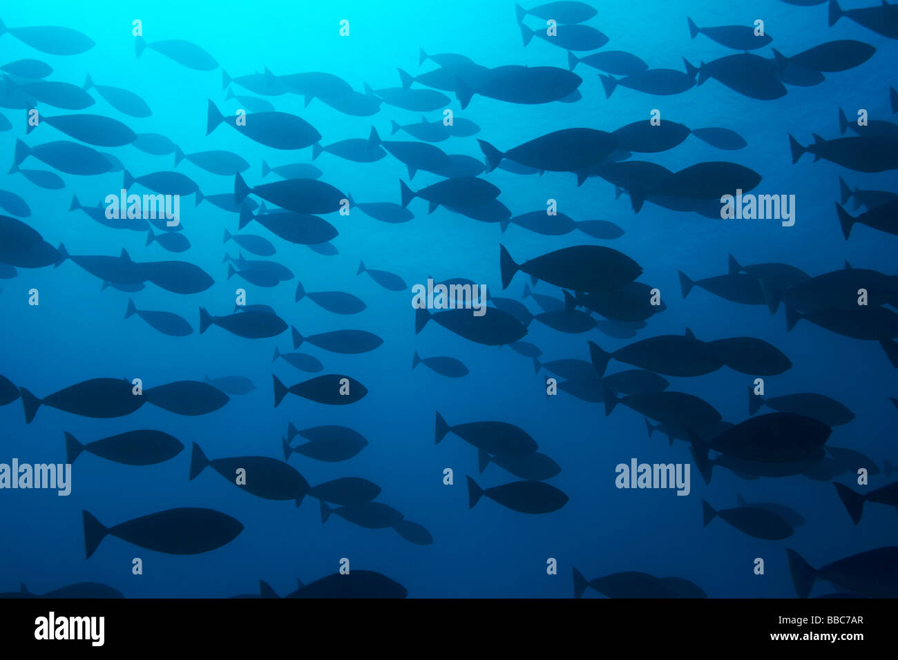 Fisch auf Ciupus Garten, Zanzibar Stockfoto