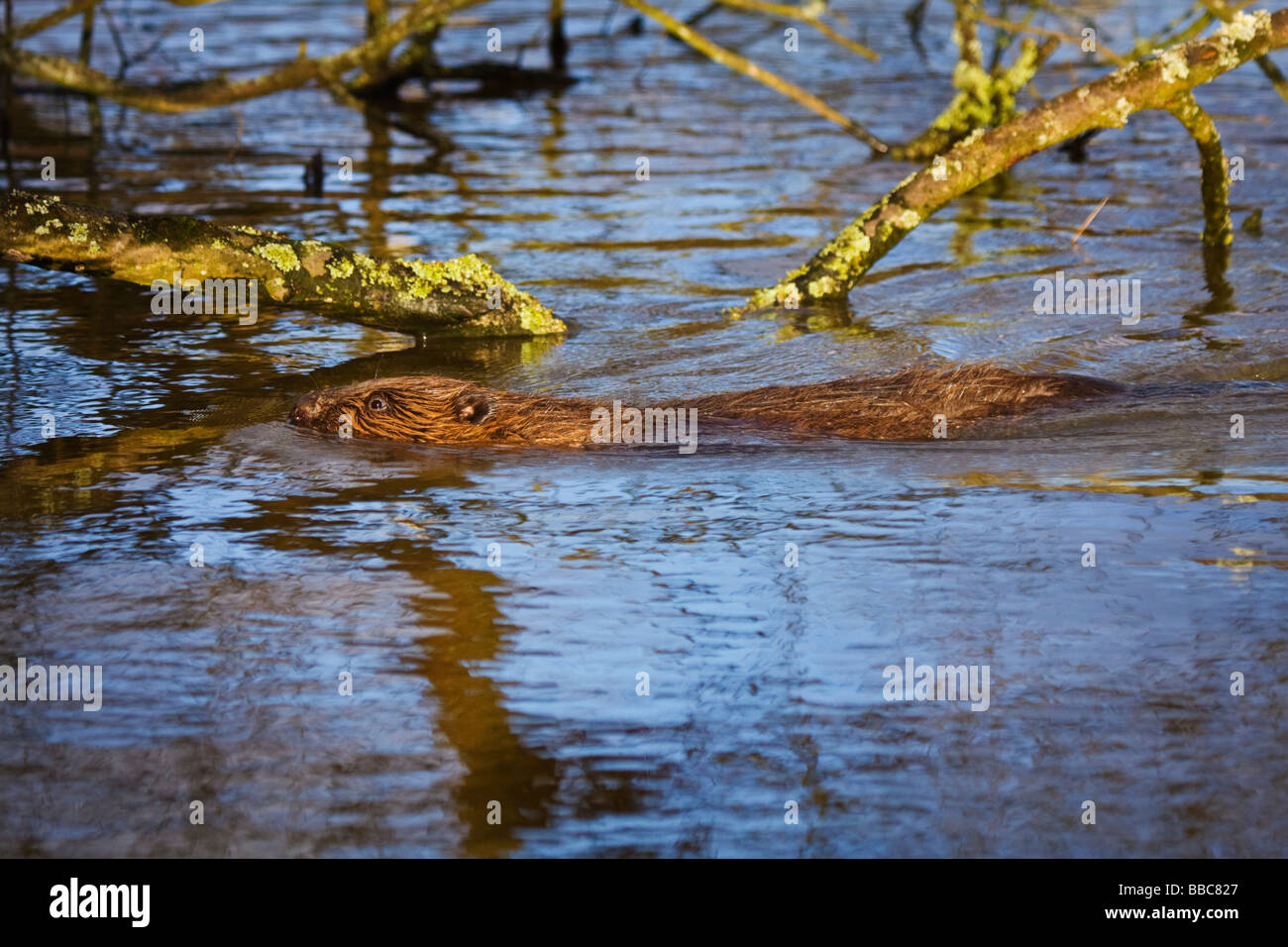 Biberdamm im wasser Fotos und Bildmaterial in hoher Auflösung Alamy