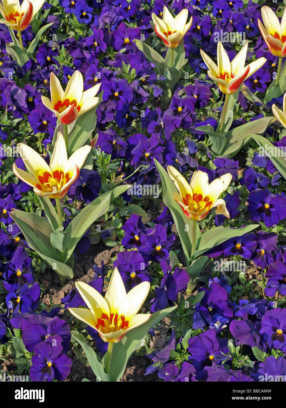 Tulpen Corona Tulipia in einem formalen Blumenbeet Stockfoto
