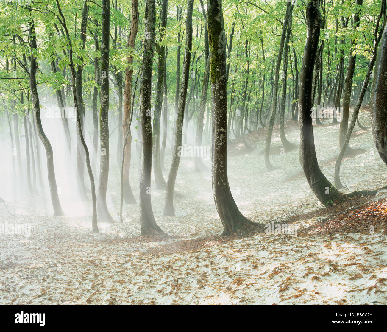 Wald und Schnee Stockfoto