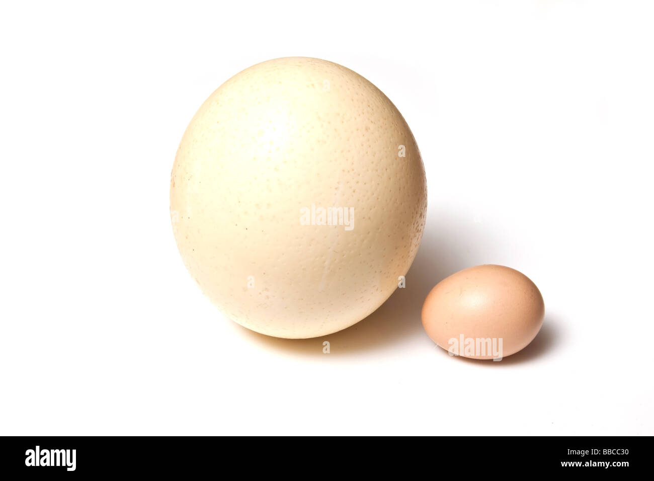 Ostrich Egg Food Stockfotos und bilder Kaufen Alamy