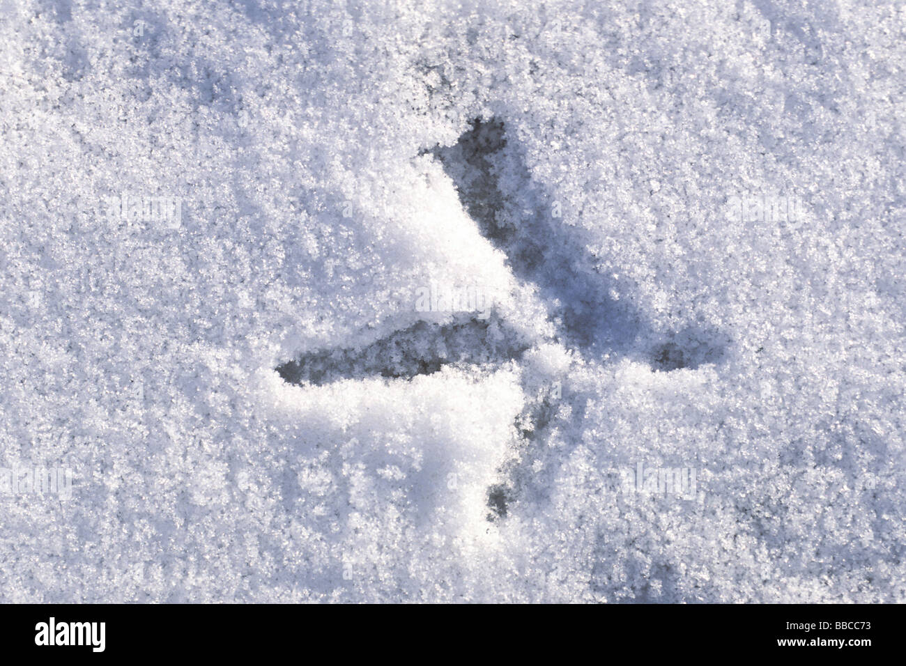 Gemeinsamen Fasan, Ring – Necked Fasan (Phasianus Colchicus). Fußabdruck im Schnee Stockfoto