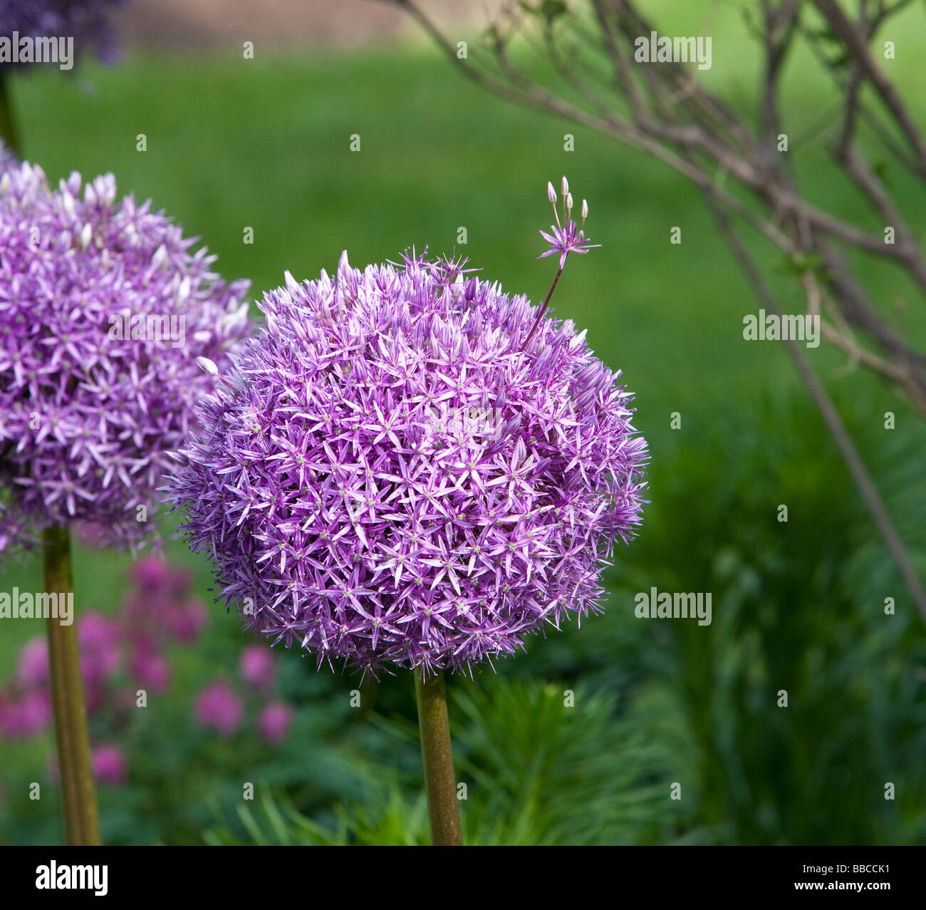 Allum Alliaceae Knoblauch in lila Blüte. Stockfoto