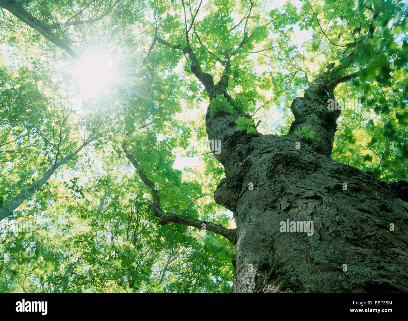 Big-Buche Stockfoto