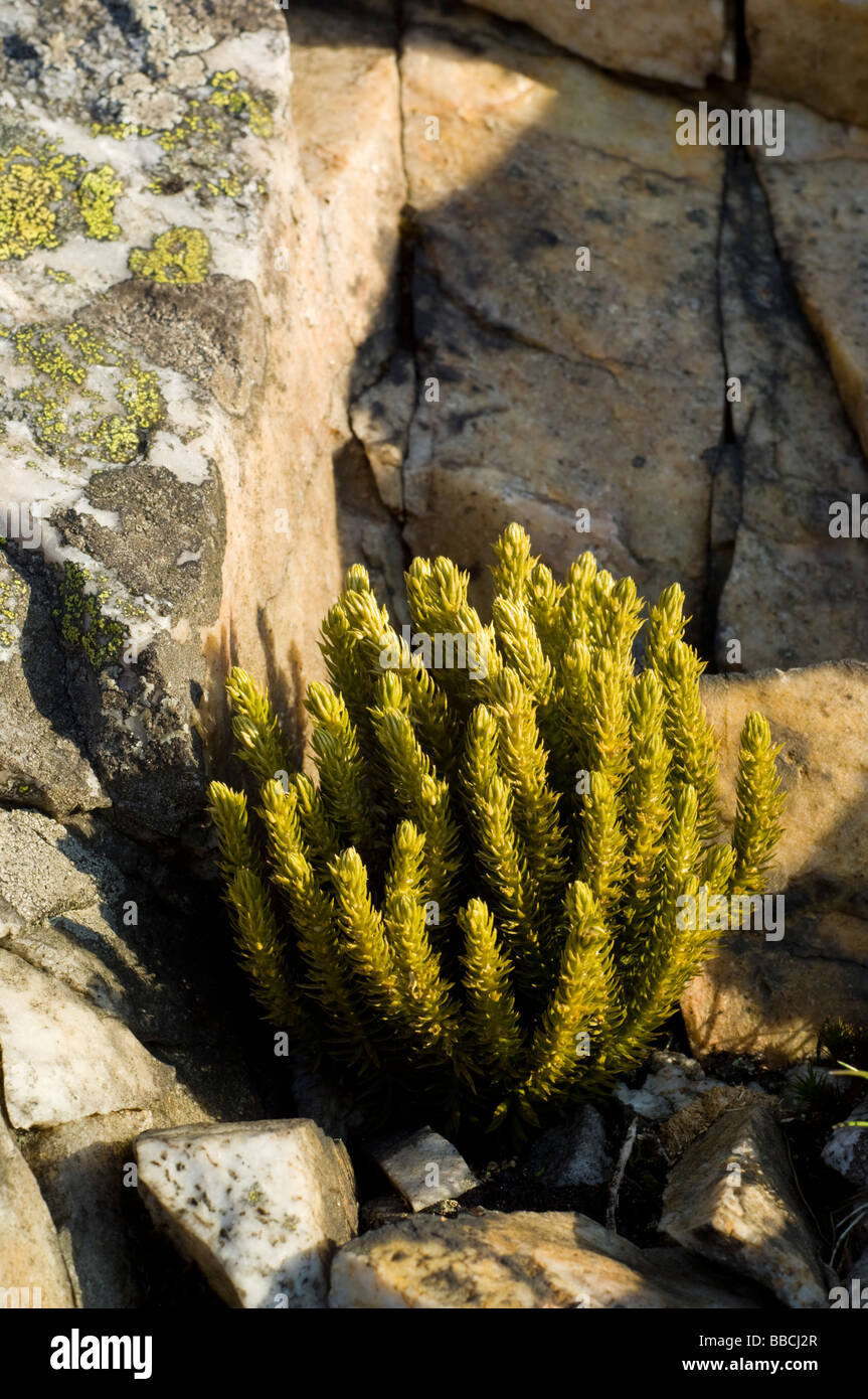 Tanne Bärlappen, Huperzia Selago, wächst auf Felsen in den Cairngorms, Schottisches Hochland. Stockfoto