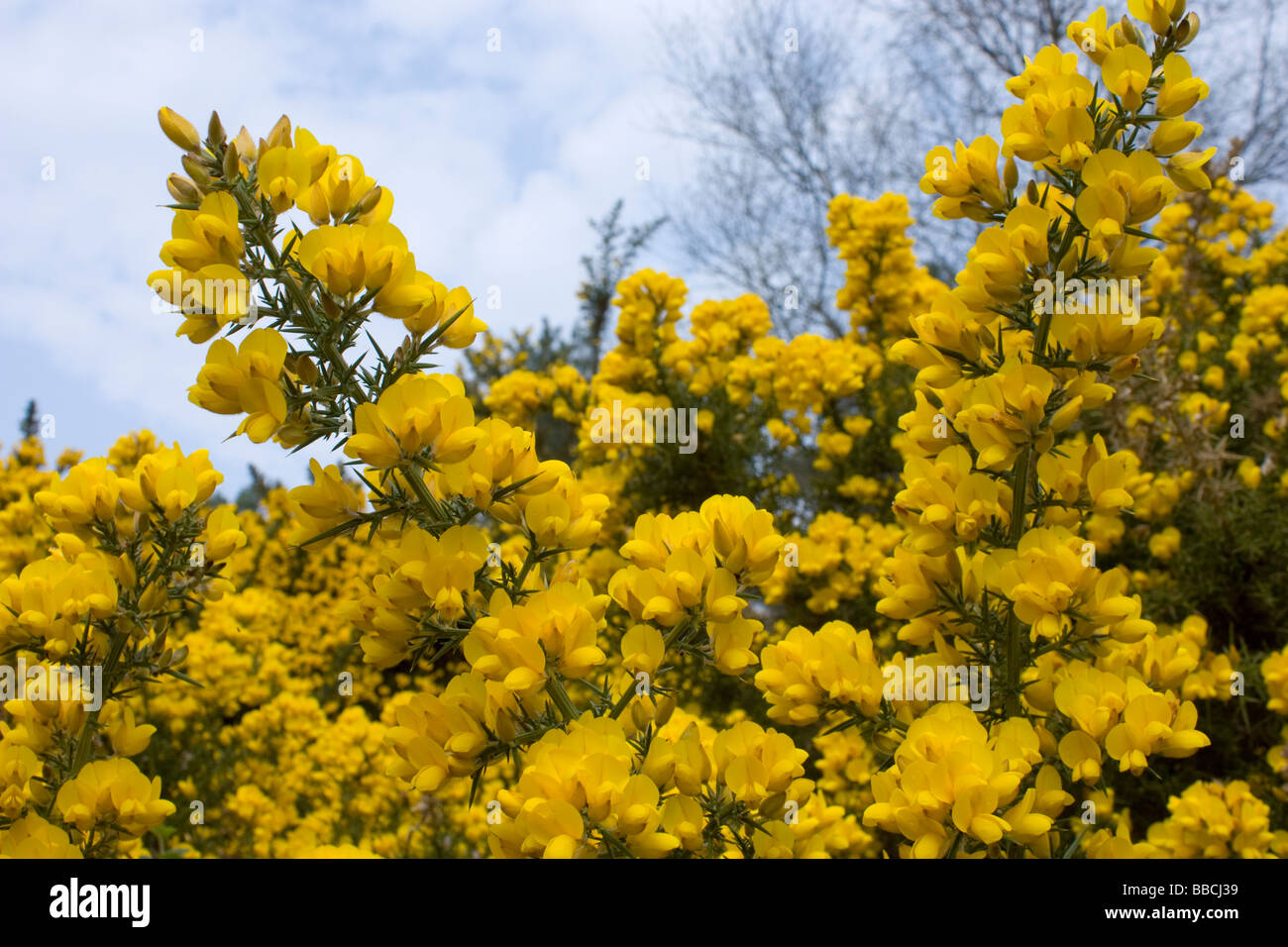 Ginster blühen - Ulex europeaus Stockfoto