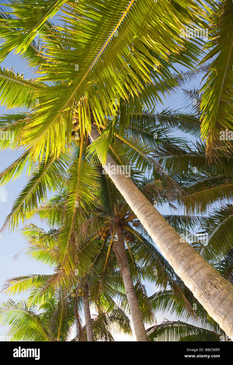 Coco Palms - Cocos Nucifera, Rarotonga, Cook-Inseln, Polynesien Stockfoto