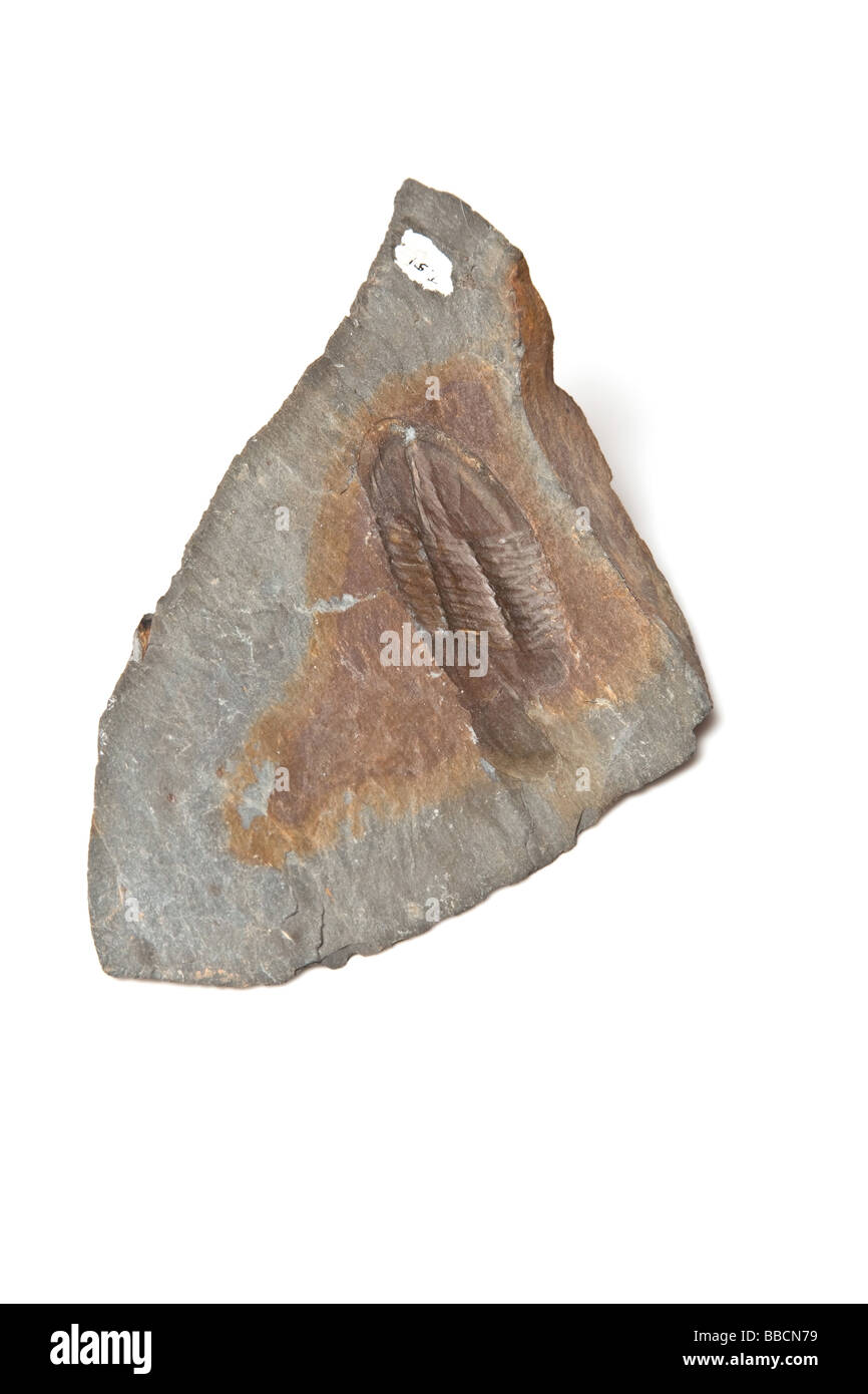 Fossilien, die isoliert auf einem weißen Studio-Hintergrund Stockfoto