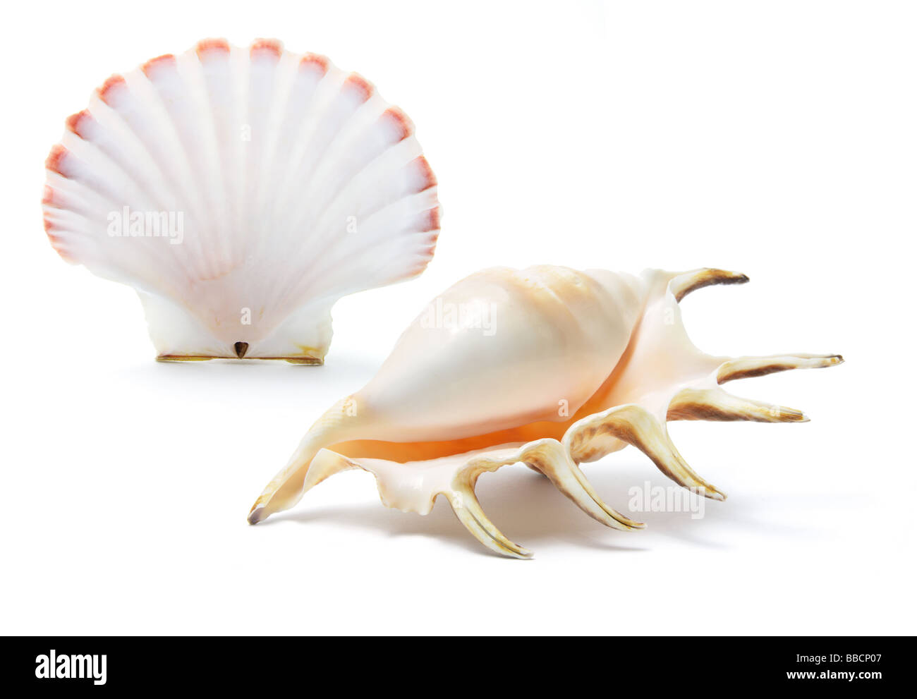 Sea Shells Stockfoto