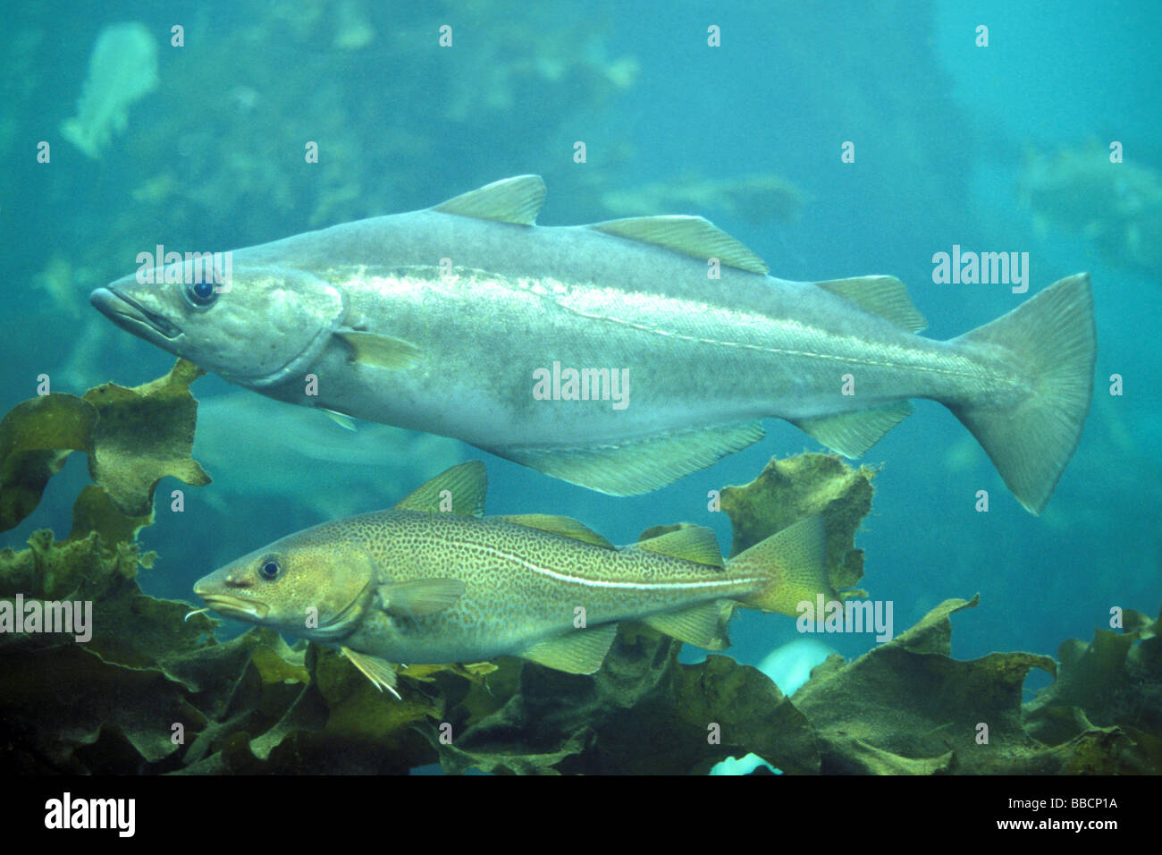 Pollock, Pollack (Pollachius Pollachius) und Atlantischer Kabeljau (Gadus Morrhua) unter Wasser Stockfoto