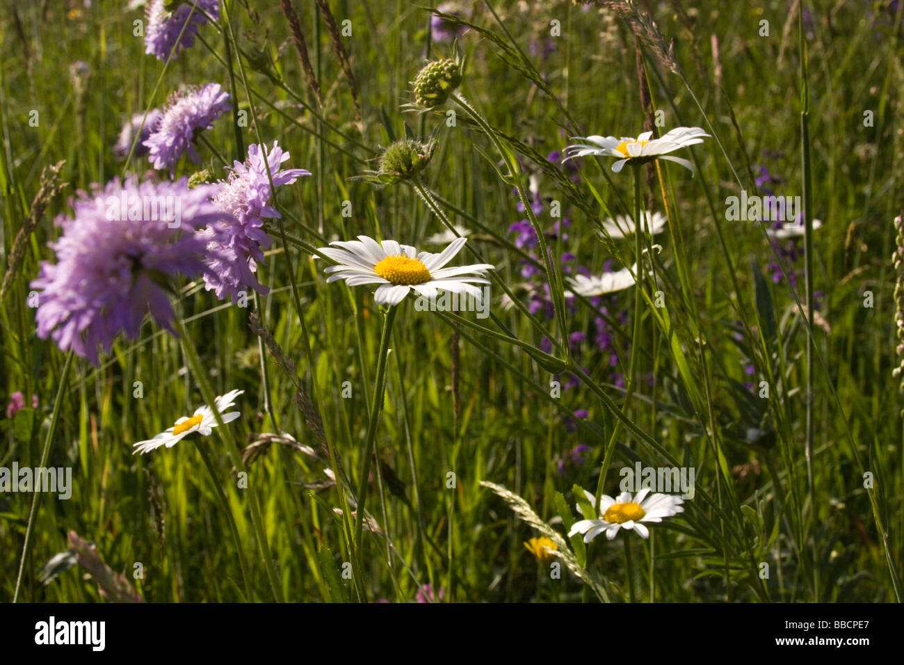 Blumen und Pflanzen auf die Frühlingswiesen. Stockfoto