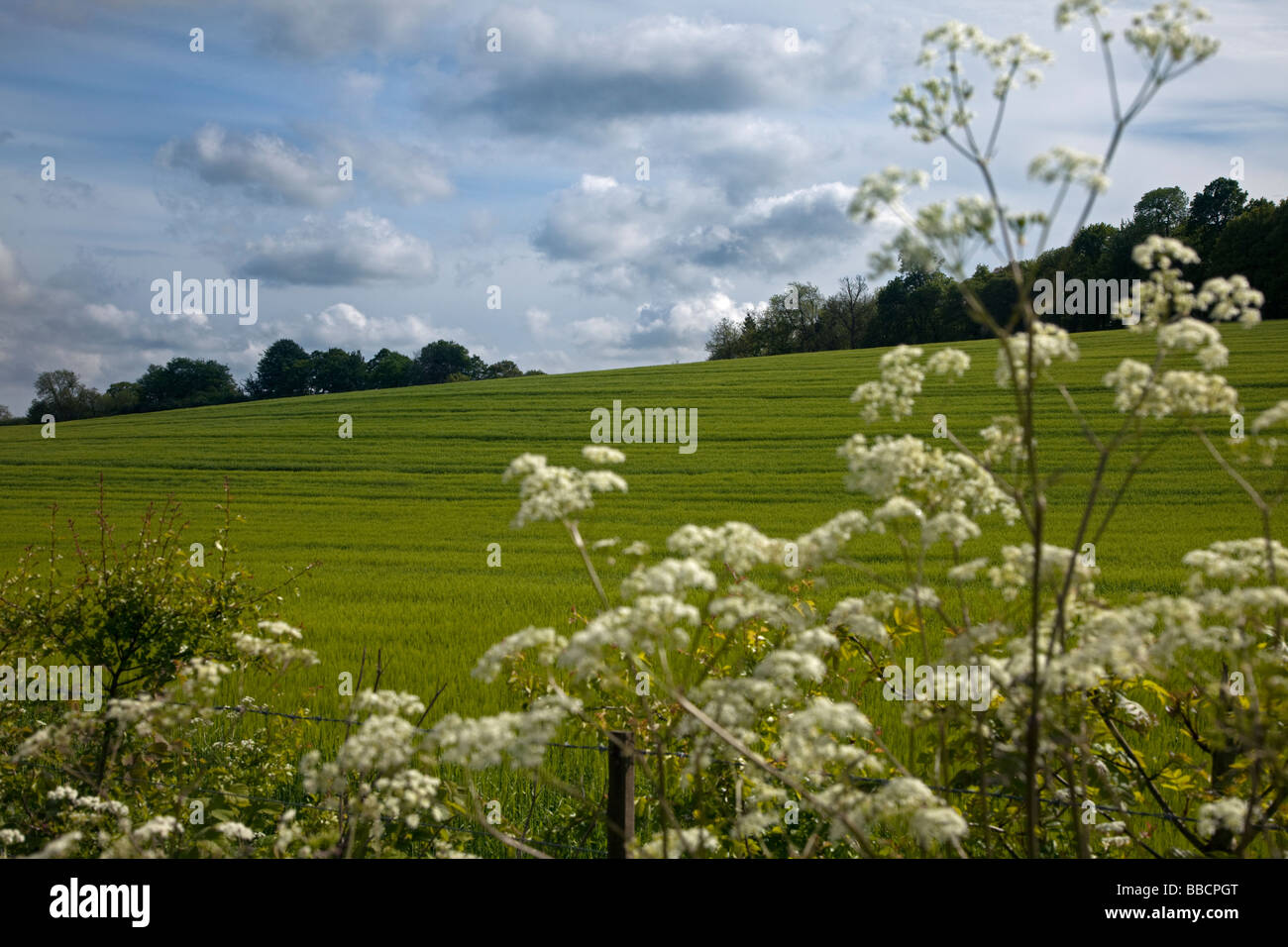 Landschaft in der Nähe von vier Marken, Hampshire, England Stockfoto