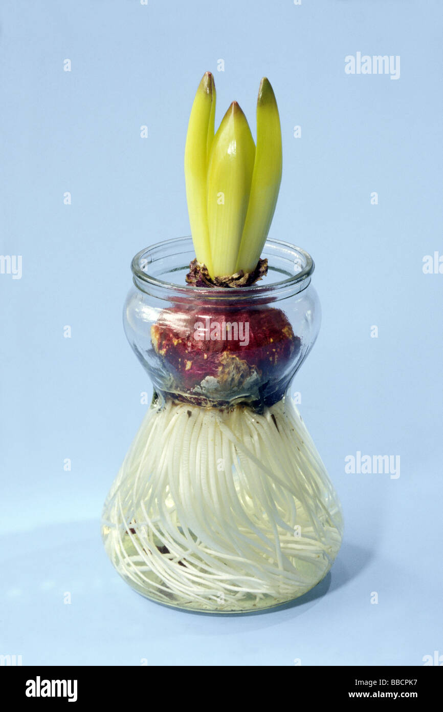 Gemeinsamen Hyazinthe (Hyacinthus Orientalis), Glühlampe in Glas, Studio Bild Kultivierung Stockfoto