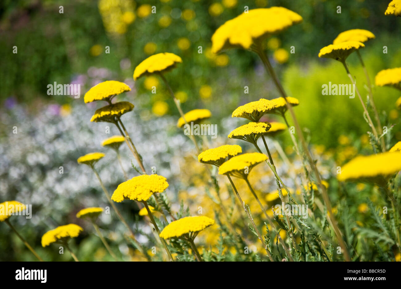 Gelbe Schafgarbe Achillea Millefolium eine krautige mehrjährige Grenze