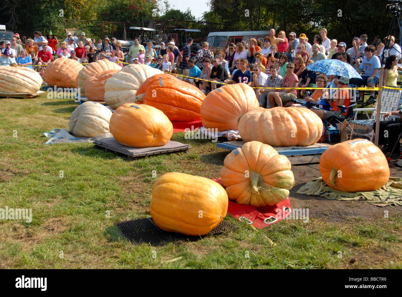 Kürbisse im Riesenkürbis wiegen, Warren, Rhode Island, 2007 Stockfoto