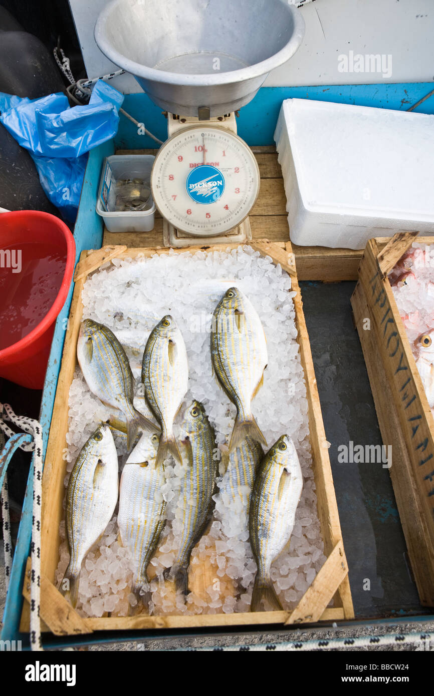 Fangfrischen Fisch Skopelos Insel griechische Inseln Griechenland Stockfoto