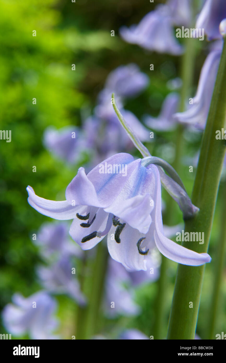 Nahaufnahme von Bluebell in voller Blüte mit Platz für Kopie Stockfoto