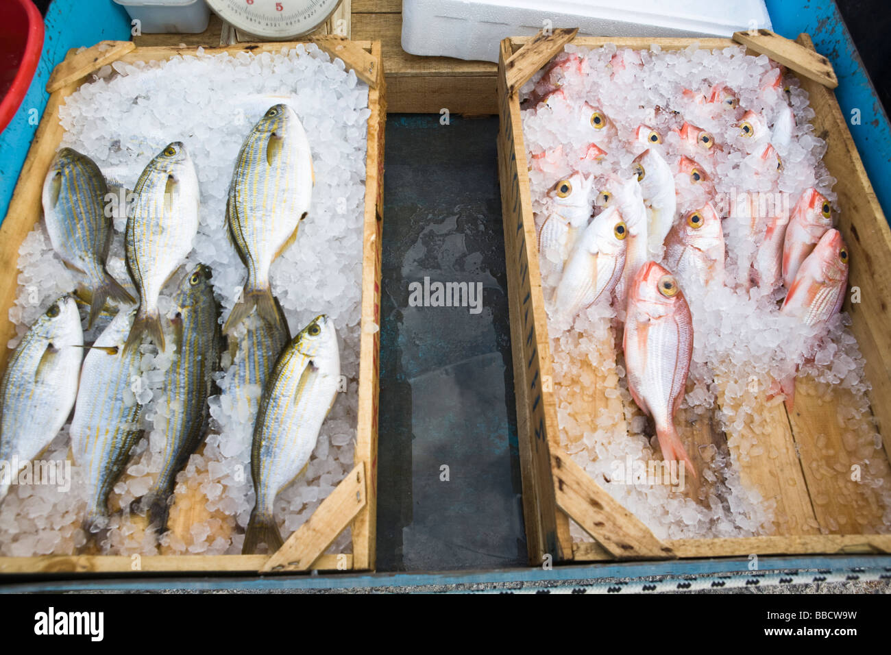 Fangfrischen Fisch Skopelos Stadt griechische Inseln Griechenland Stockfoto