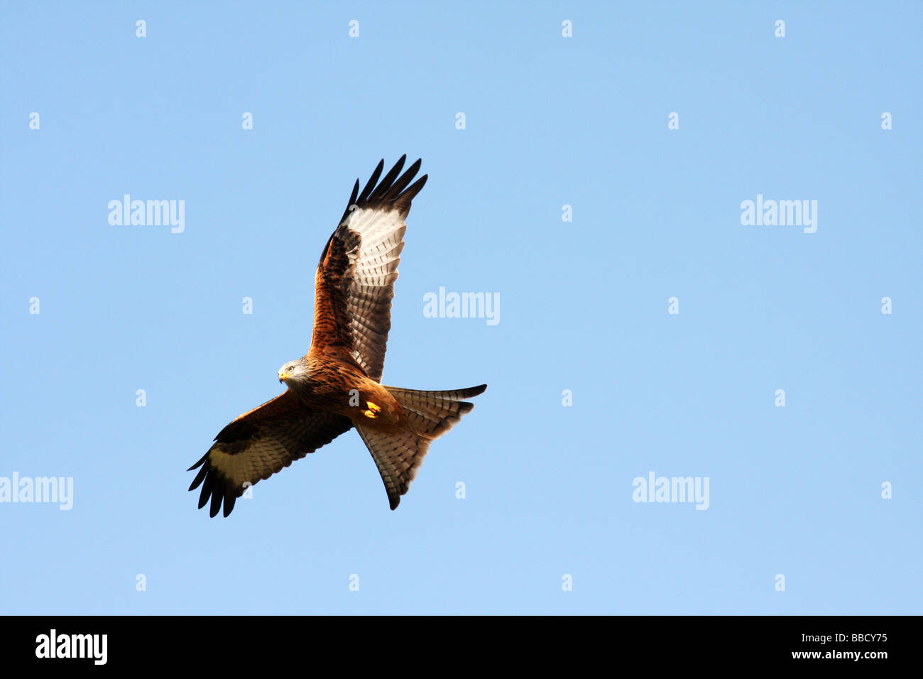 Der Rotmilan oder Milvus Milvus, Mid Wales hat die größte Dichte und Vielfalt der Birds Of prey Stockfoto