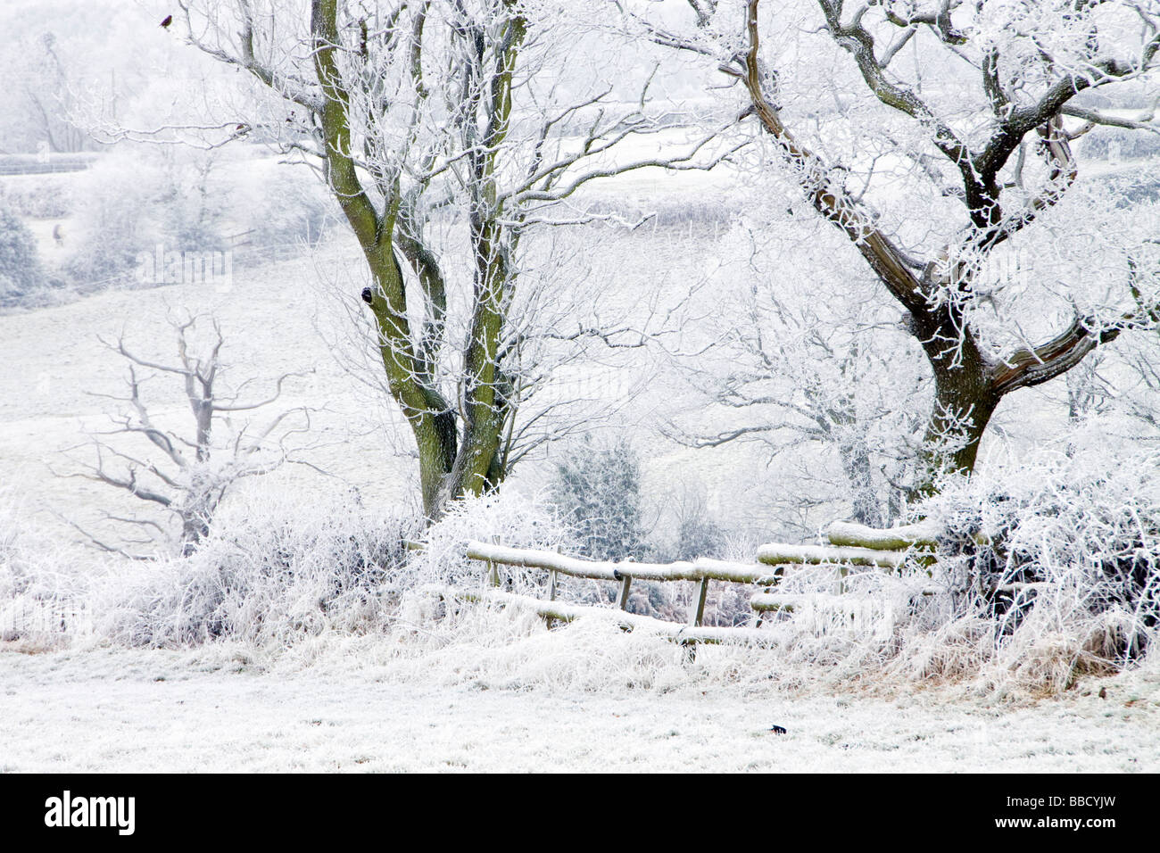 Schnee beladenen Bauernhof Weiden Zaun und Hecke mit schneebedeckten Bäumen im Winter Cannock Holz Stockfoto
