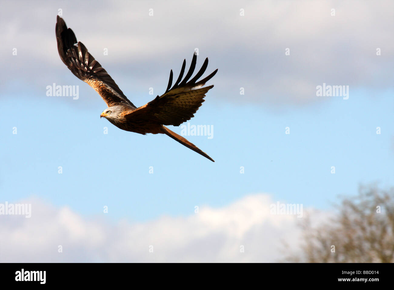 Der Rotmilan oder Milvus Milvus, Mid Wales hat die größte Dichte und Vielfalt der Birds Of prey Stockfoto